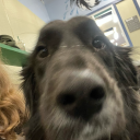 gloriousgoat172 avatar