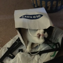 gloriousskeletonrascalzine avatar