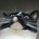 glorpglorpglorp avatar