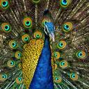 glory-of-hera avatar