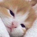 glowinggarbage avatar