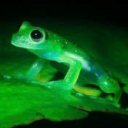 glowinggreenfrog avatar