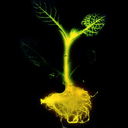 glowingplant-blog avatar