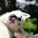 glowingtriumph avatar