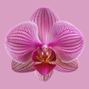 glowup-princess avatar