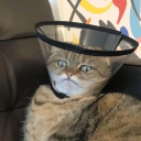 gluc0seguardian avatar