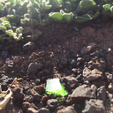 glutenfriuggla avatar