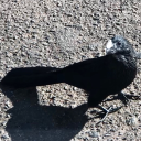 gnarly-samurai avatar