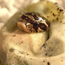 gndrfluideggtooth avatar