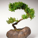 gnomeontherage avatar