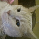 gnomer-denois avatar