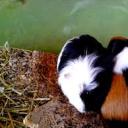 goalstopursue avatar