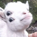 goat-paradox avatar