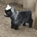 goatgifs-blog avatar