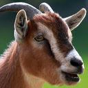 goatgoatrevolution avatar