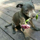 goatingtohell avatar