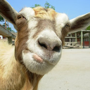 goatintheyard avatar