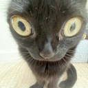 goatlysacrifices avatar