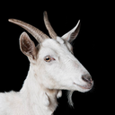 goatmilkunofficial avatar