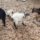 goats-goals-blog avatar