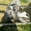 goatsbusters avatar