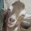 goatskickin avatar