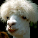 goatsnsloths4jimmyfungus avatar