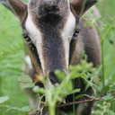 goatwatching avatar