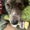 goblin-behavior avatar