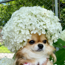 goblin-impossible avatar