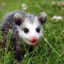 goblin-witch-life avatar