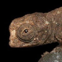 goblincave666 avatar