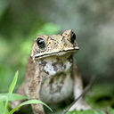 goblincore-not-war avatar