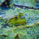 goblinfrogs75 avatar