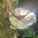 goblinofthebog avatar