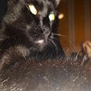 god-has-no-religi0n avatar