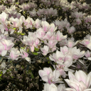 godblessrachelcarson avatar