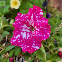 goddessmerriment avatar