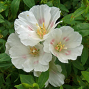 godetiawrites avatar