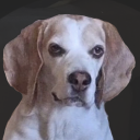 godlessgarlic avatar