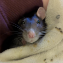 godqueenspuppygirl avatar