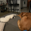 godthemusical avatar