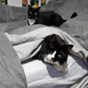 godzillasquatch avatar