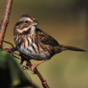 gofreethesparrow avatar