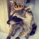 gogogadgetgoat avatar