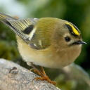 gold-crest1 avatar