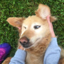 golden-doodles-art avatar