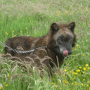 golden-eyedhunter avatar