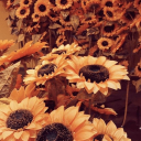 golden-girasol avatar