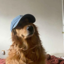 golden-retriever-bf avatar